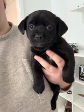 NAYA, Hund, Mischlingshund in Königslutter - Bild 2