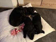 NAYA, Hund, Mischlingshund in Königslutter - Bild 3