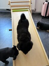 NAYA, Hund, Mischlingshund in Königslutter - Bild 5