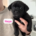 NAYA, Hund, Mischlingshund in Königslutter - Bild 6