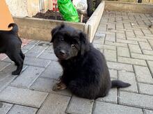 CLUMSY, Hund, Mischlingshund in Königslutter - Bild 1