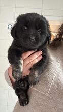 CLUMSY, Hund, Mischlingshund in Königslutter - Bild 2