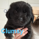 CLUMSY, Hund, Mischlingshund in Königslutter - Bild 3