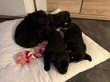 CLUMSY, Hund, Mischlingshund in Königslutter - Bild 4