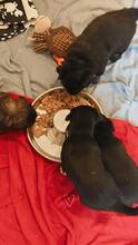 CLUMSY, Hund, Mischlingshund in Königslutter - Bild 5