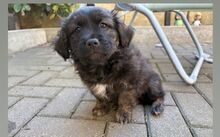 SKIPPER, Hund, Mischlingshund in Königslutter - Bild 1