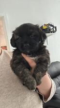 SKIPPER, Hund, Mischlingshund in Königslutter - Bild 2