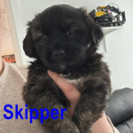 SKIPPER, Hund, Mischlingshund in Königslutter - Bild 3