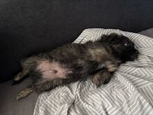 SKIPPER, Hund, Mischlingshund in Königslutter - Bild 4