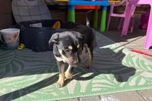 SNOOPY, Hund, Mischlingshund in Königslutter - Bild 1