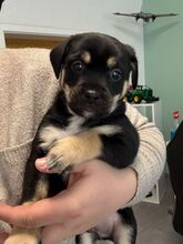 SNOOPY, Hund, Mischlingshund in Königslutter - Bild 2