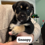 SNOOPY, Hund, Mischlingshund in Königslutter - Bild 3