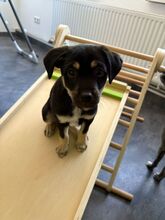 SNOOPY, Hund, Mischlingshund in Königslutter - Bild 7