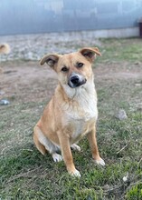 ZENZI, Hund, Mischlingshund in Rumänien - Bild 1