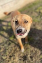 ZENZI, Hund, Mischlingshund in Rumänien - Bild 10