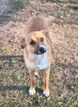 ZENZI, Hund, Mischlingshund in Rumänien - Bild 11