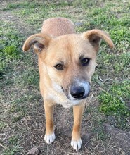 ZENZI, Hund, Mischlingshund in Rumänien - Bild 2