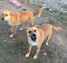 ZENZI, Hund, Mischlingshund in Rumänien - Bild 4