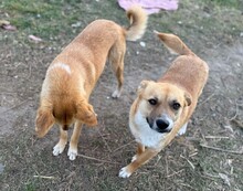 ZENZI, Hund, Mischlingshund in Rumänien - Bild 5
