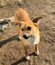 ZENZI, Hund, Mischlingshund in Rumänien - Bild 6