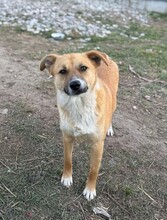 ZENZI, Hund, Mischlingshund in Rumänien - Bild 7