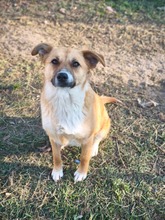 ZENZI, Hund, Mischlingshund in Rumänien - Bild 9