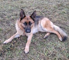 LUNA, Hund, Deutscher Schäferhund in Ungarn - Bild 1