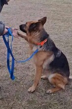 LUNA, Hund, Deutscher Schäferhund in Ungarn - Bild 2