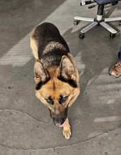 LUNA, Hund, Deutscher Schäferhund in Ungarn - Bild 3