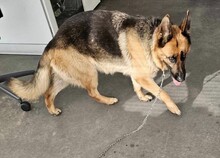 LUNA, Hund, Deutscher Schäferhund in Ungarn - Bild 4