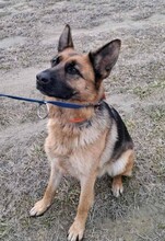 LUNA, Hund, Deutscher Schäferhund in Ungarn - Bild 5