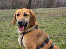 EDA, Hund, Mischlingshund in Griechenland - Bild 1