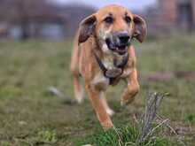 EDA, Hund, Mischlingshund in Griechenland - Bild 3