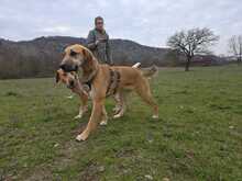 EDA, Hund, Mischlingshund in Griechenland - Bild 4