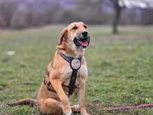 EDA, Hund, Mischlingshund in Griechenland - Bild 5