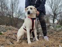 SPILIOS, Hund, Mischlingshund in Griechenland - Bild 1