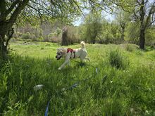 SPILIOS, Hund, Mischlingshund in Griechenland - Bild 2