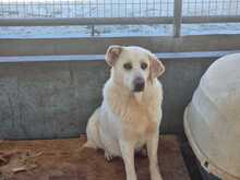 SPILIOS, Hund, Mischlingshund in Griechenland - Bild 3