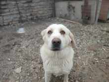 SPILIOS, Hund, Mischlingshund in Griechenland - Bild 4
