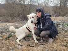 SPILIOS, Hund, Mischlingshund in Griechenland - Bild 5