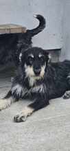 KARA, Hund, Mischlingshund in Rumänien - Bild 1