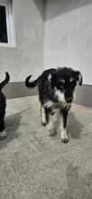 KARA, Hund, Mischlingshund in Rumänien - Bild 3