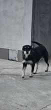 KARA, Hund, Mischlingshund in Rumänien - Bild 4