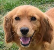 SZIDI, Hund, Mischlingshund in Ungarn - Bild 1