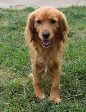 SZIDI, Hund, Mischlingshund in Ungarn - Bild 2