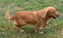 SZIDI, Hund, Mischlingshund in Ungarn - Bild 3