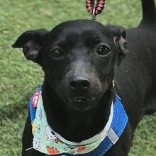INDIO, Hund, Mischlingshund in Spanien