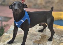 INDIO, Hund, Mischlingshund in Spanien - Bild 2