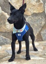 INDIO, Hund, Mischlingshund in Spanien - Bild 3