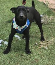 INDIO, Hund, Mischlingshund in Spanien - Bild 5